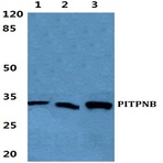 Bs5858_wb