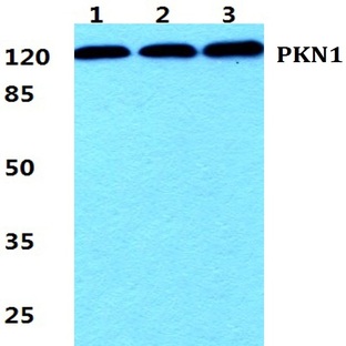 PKN1 pAb