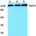 Bs5859_wb