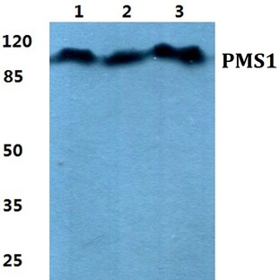 PMS1 pAb