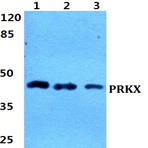 Bs5865_wb