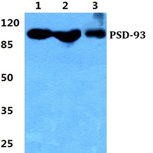 PSD-93 pAb