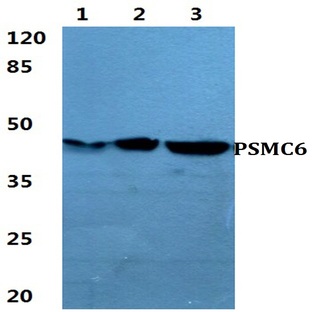 PSMC6 pAb