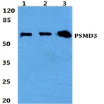 Bs5870_wb