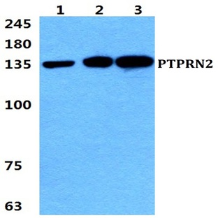 PTPRN2 pAb