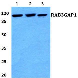 RAB3GAP1 pAb