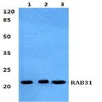 Bs5875_wb