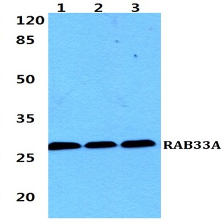 RAB33A pAb