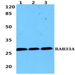 RAB33A pAb