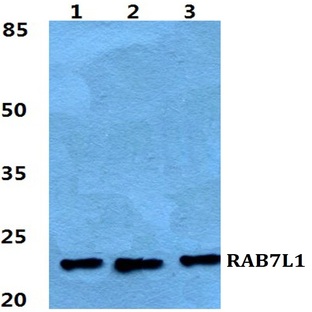 RAB7L1 pAb