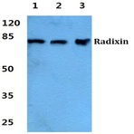 Radixin pAb