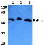 Bs5881_wb