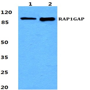 RAP1GAP pAb