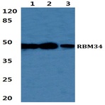 Bs5885_wb