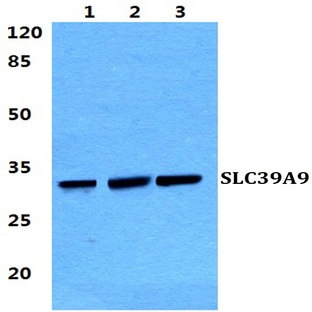 SLC39A9 pAb