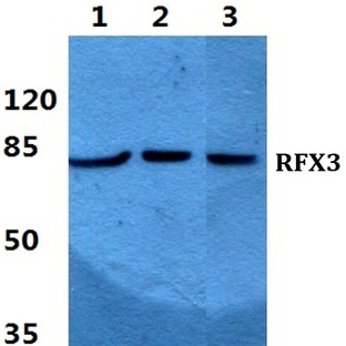 RFX3 pAb