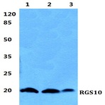 RGS10 pAb