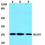 Bs5897_wb