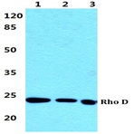 Bs5898_wb