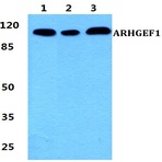 Bs5901_wb