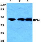 Bs5904_wb