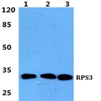 Bs5909_wb