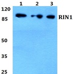 Bs5911_wb