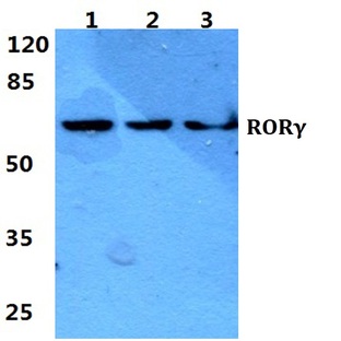 ROR(gamma) pAb