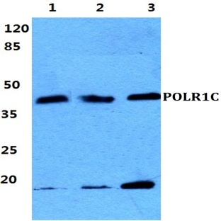 POLR1C pAb