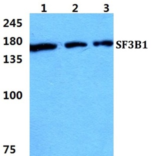 SF3B1 pAb