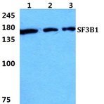 Bs5919_wb