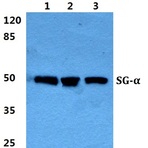 Sarcoglycan-(alpha) pAb