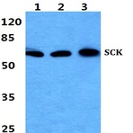 Bs5923_wb