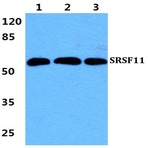 SRSF11 pAb