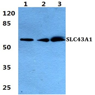 SLC43A1 pAb