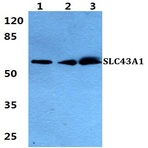 Bs5933_wb