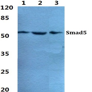 Smad5 pAb