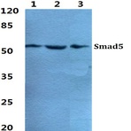 Bs5937_wb