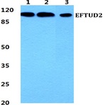 Bs5939_wb