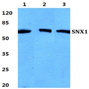 SNX1 pAb