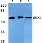 SNX4 pAb