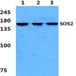 Bs5943_wb