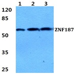 ZNF187 pAb