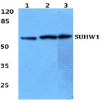 SUHW1 pAb