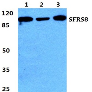 SFRS8 pAb