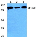 Bs5952_wb