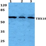 Bs5955_wb