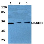 Bs5956_wb