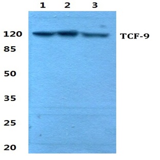 TCF-9 pAb