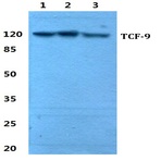 TCF-9 pAb